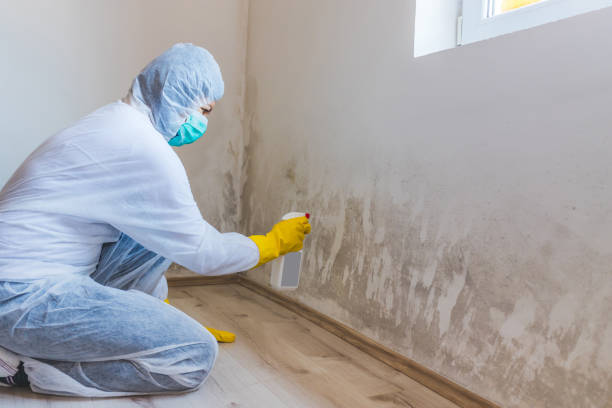 Licensed Black Mold Removal service in Mount Joy, PA - WQB Mold Removal